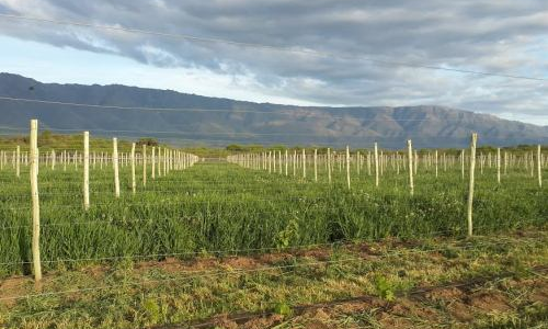 INTA: Riego por goteo subterráneo