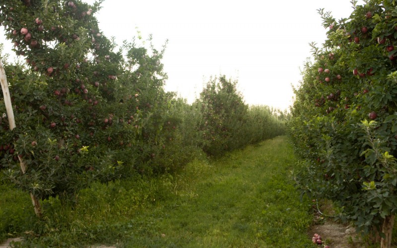 Senasa prohíbe dos insecticidas tóxicos