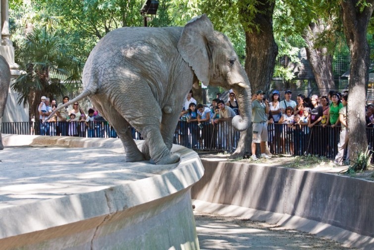 Buenos Aires: convertirá el zoológico en Ecoparque
