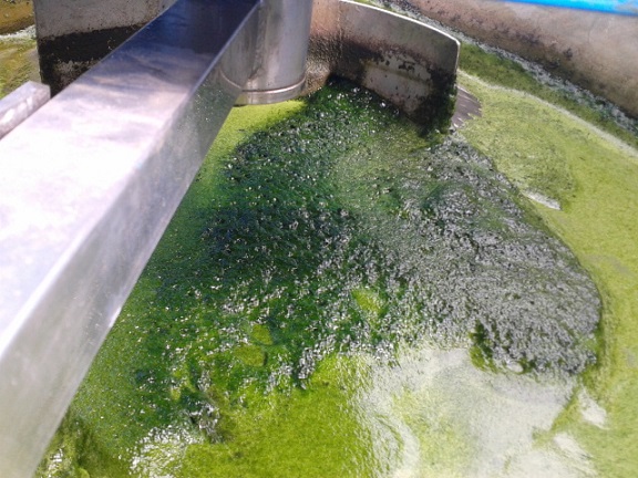 Microalgas: primeras cosechas destinadas a bioenergía