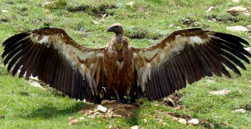Natusfera: Plataforma virtual en Europa para observar la biodiversidad