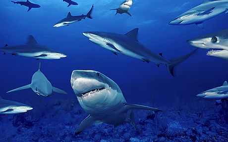 Tiburones con altas cantidades de mercurio