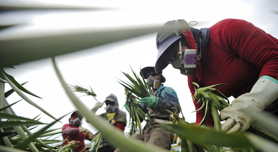 Piña: biomasa de cosechas para producción de energía
