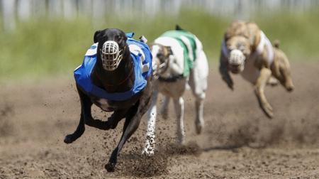 #StopGalgueros: prohiben carreras de galgos en todo el territorio nacional.