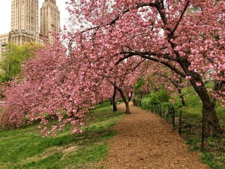 Nueva York: calcula el beneficio económico de sus árboles