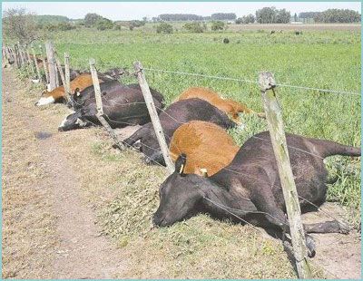 La Pampa: mueren más de 100 novillos por tomar agua con plaguicida