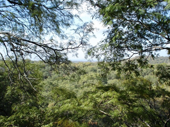 Córdoba: ¿Discute una nueva Ley de Bosques que avanza sobre zonas protegidas?