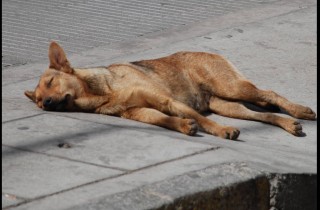 Alta Gracia, Córdoba: rebajarán impuestos a quienes adopten perros de la calle