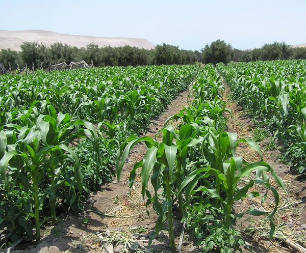 La experiencia de Guaminí aplicando Agroecología