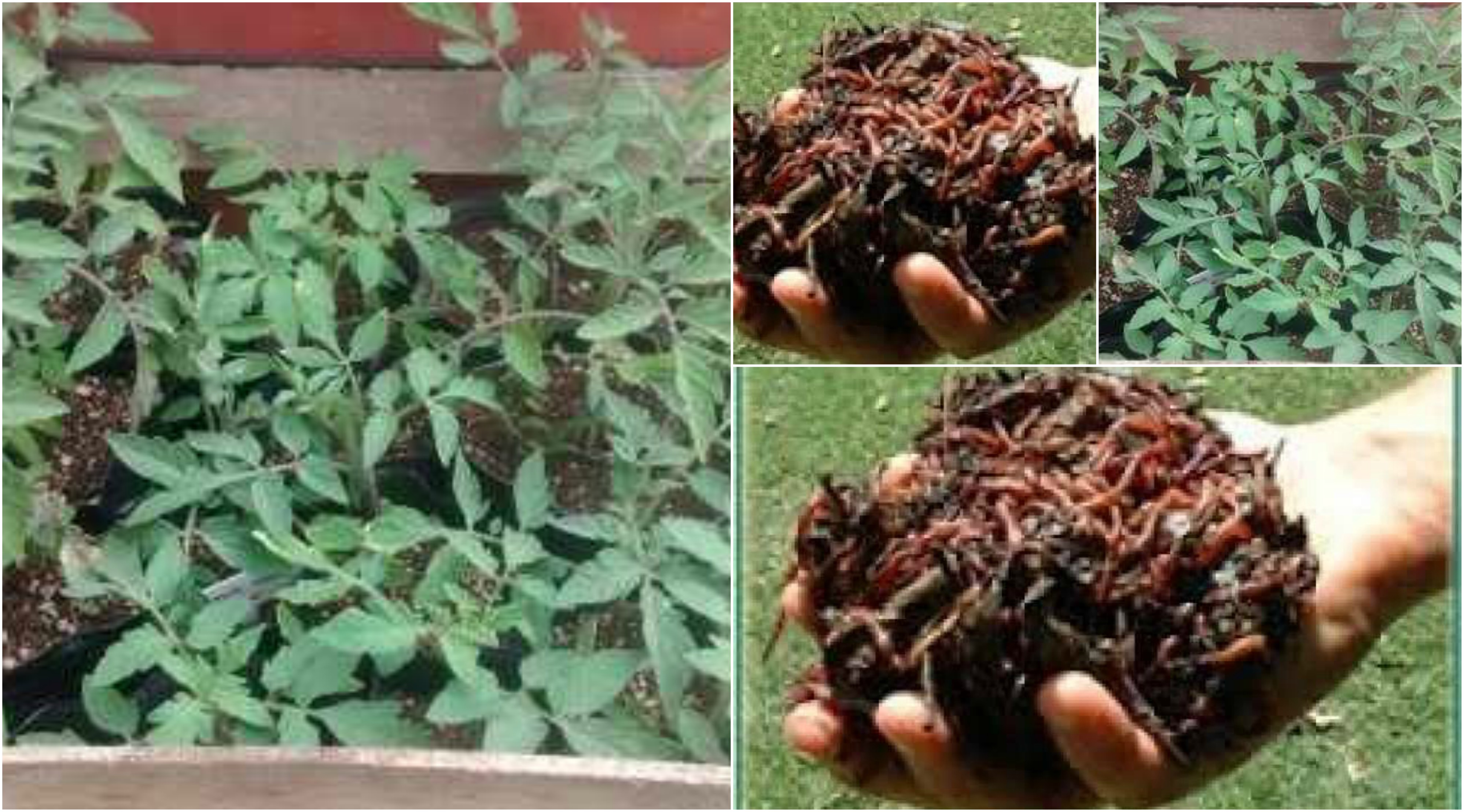 VUELVE Bahía ECOCANJE, PLANTINES Aromáticas