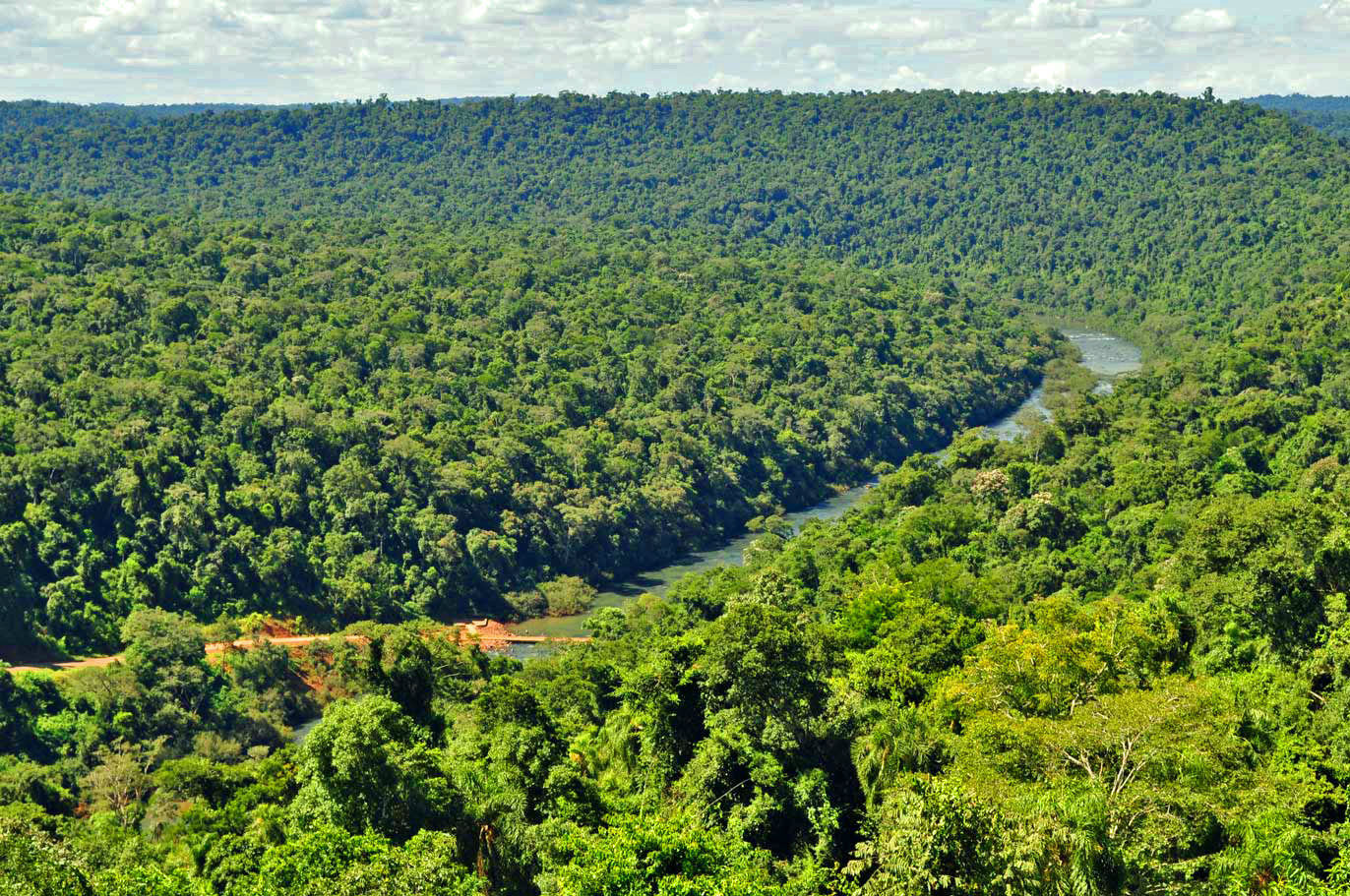 La situacion del bosque nativo en Misiones