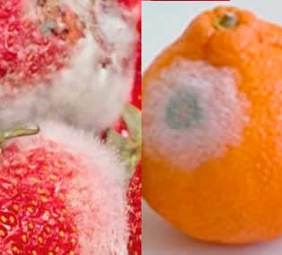 Alimentos con moho: ¿cuáles se pueden comer igual y cuáles se deben desechar?