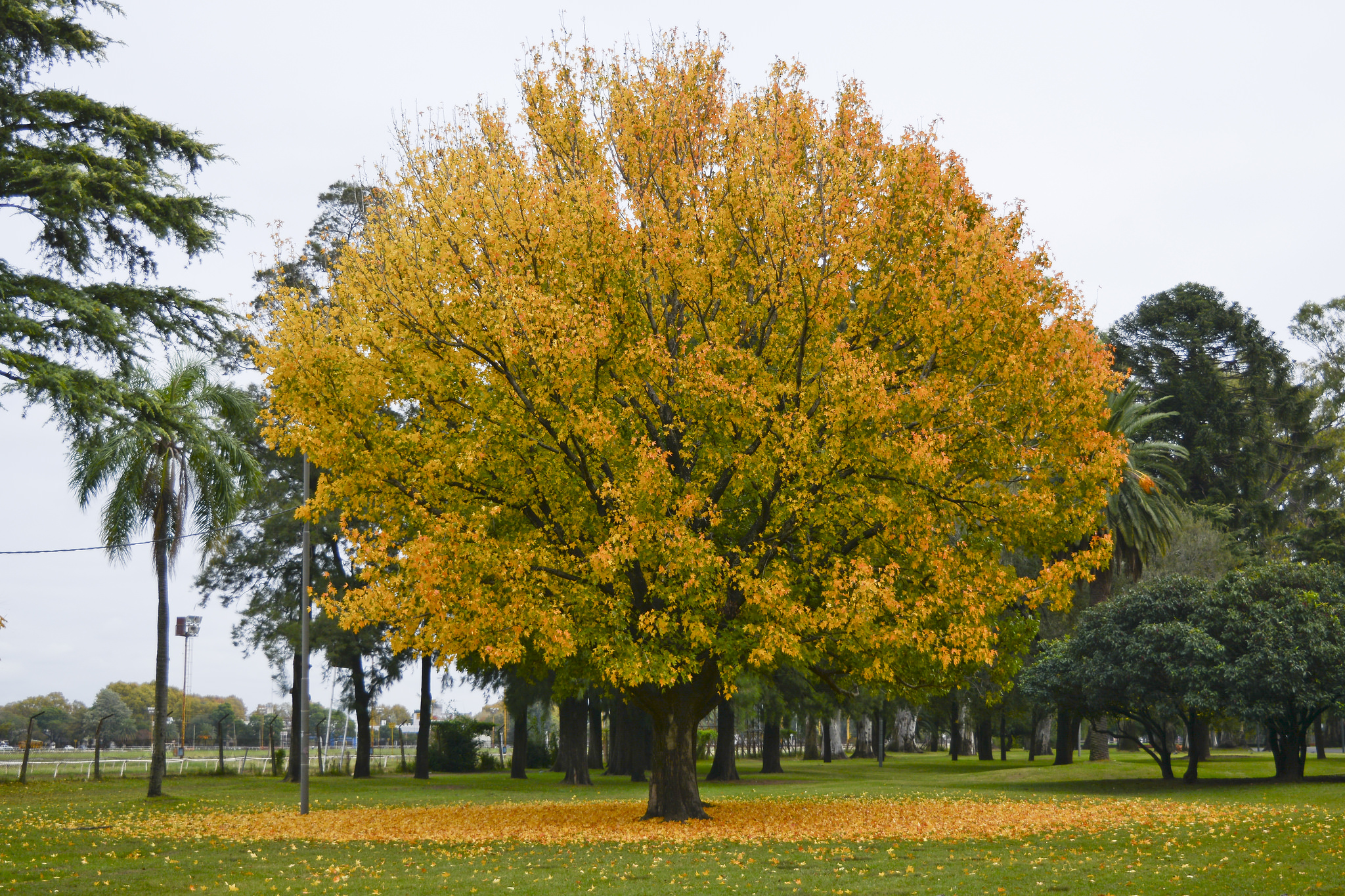 #Rosario x 1millón de #ÁRBOLES, un árbol x cada habitante