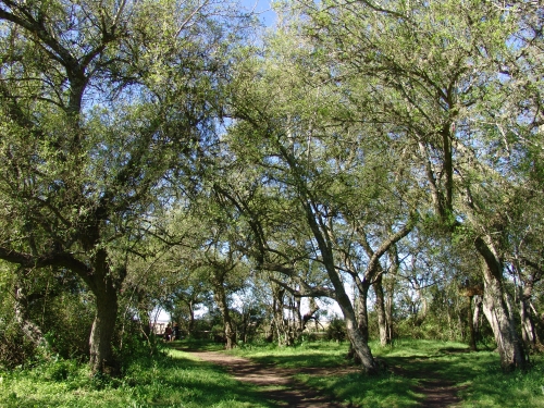 Buenos Aires reglamentó la Ley de Bosques Nativos