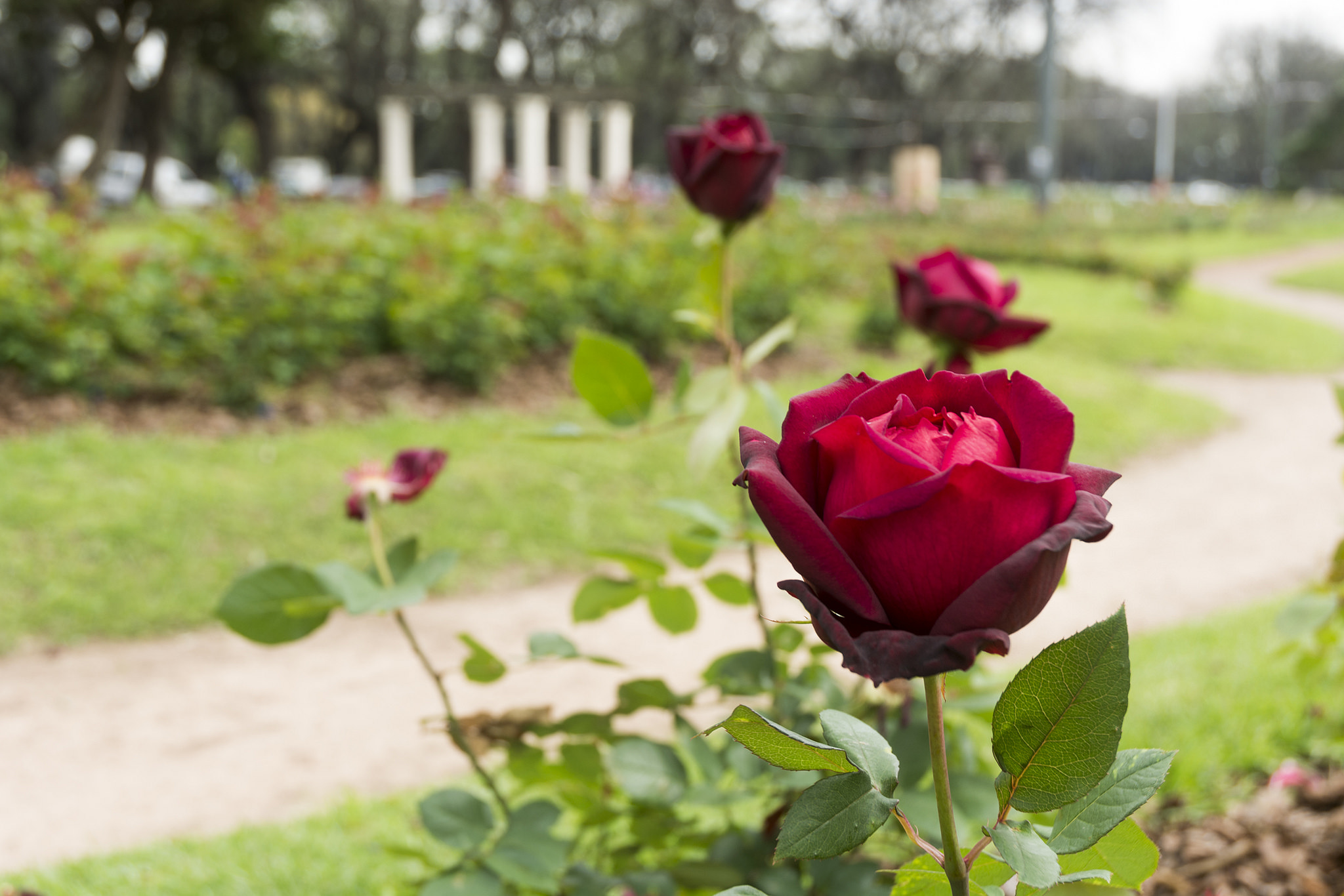 #Rosario ?¿te gustaría casarte en El Rosedal??