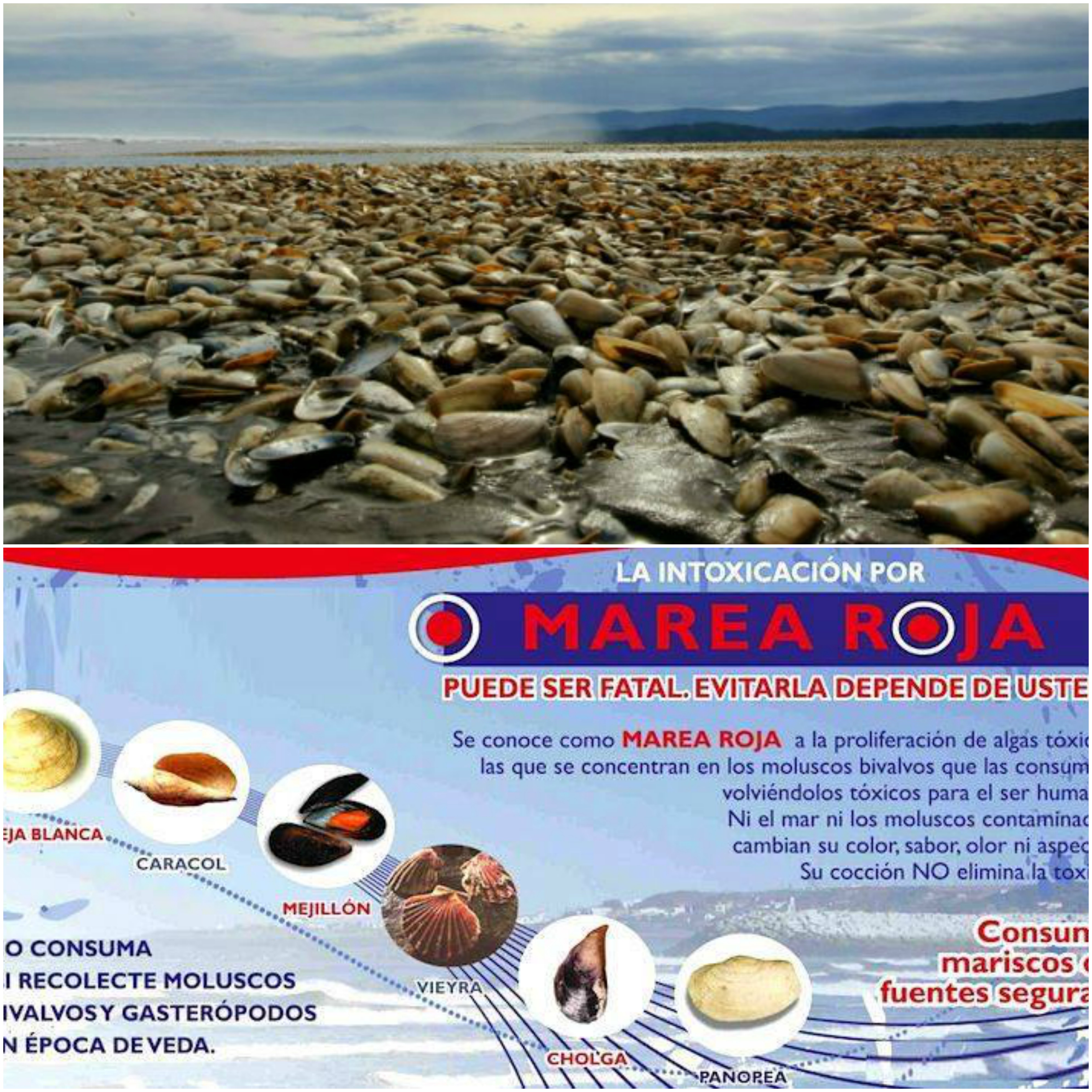 #VEDA TOTAL de ?MOLUSCOS? por MAREA ROJA en toda la costa bonaerense 