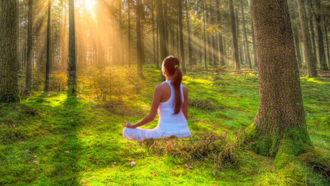 Baño de Bosque: La Práctica Japonesa que Transformará Tu Salud Mental y Física