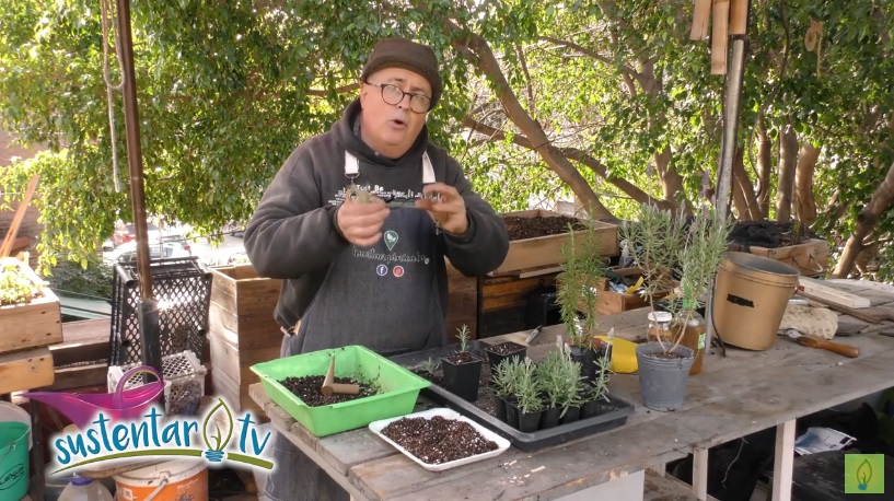 Tres tips para reproducir plantas a través de esquejes