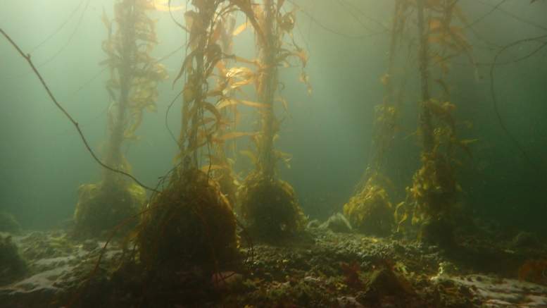 Investigan el impacto de las actividades humanas en los bosques sumergidos de Ushuaia