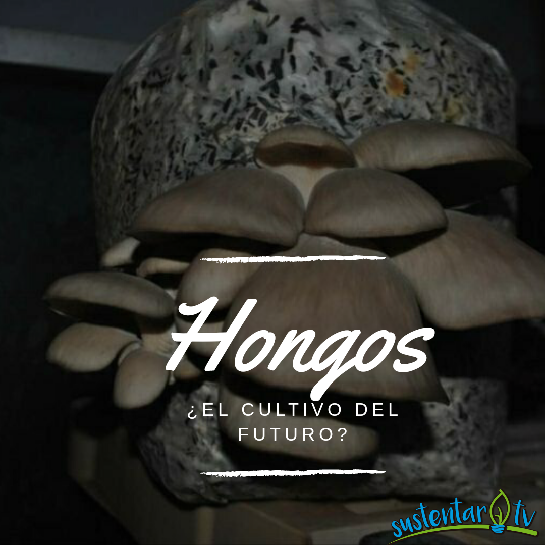 HONGOS ¿el cultivo del futuro?