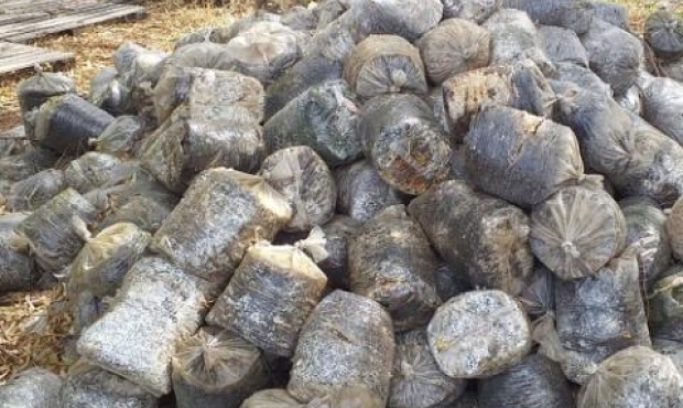 Hongos y biofertilizante con descartes de girasol
