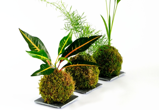 Kokedama, cómo hacerlas?