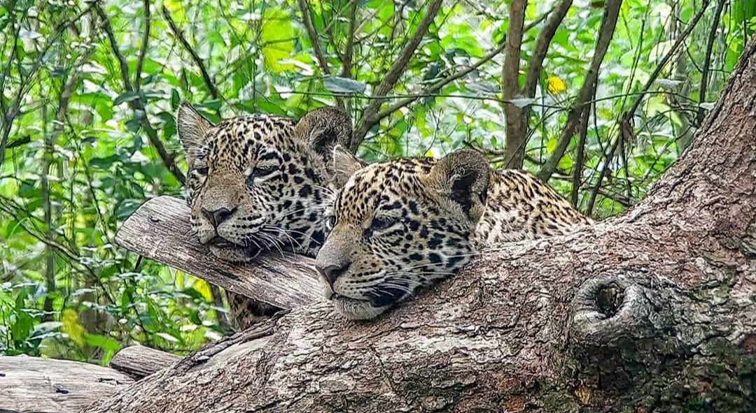 Naturaleza en peligro ¿Cuánto sabes acerca de ellos?