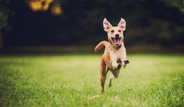 CIERRAn MATADERO DE PERROS EN COREA del sur