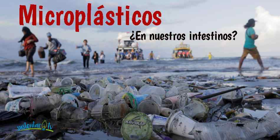Microplásticos en nuestros intestinos