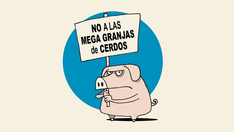 Diez mitos y verdades de las megafactorías de cerdos que buscan instalar en Argentina