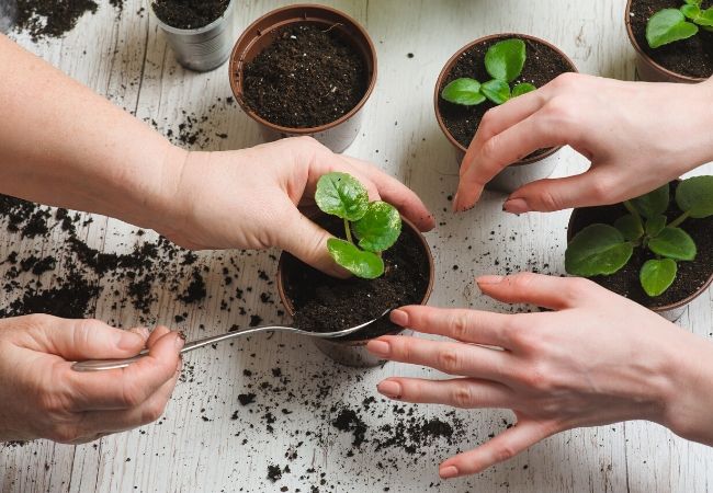 Cultivar árboles y arbustos nativos de semillas o gajos