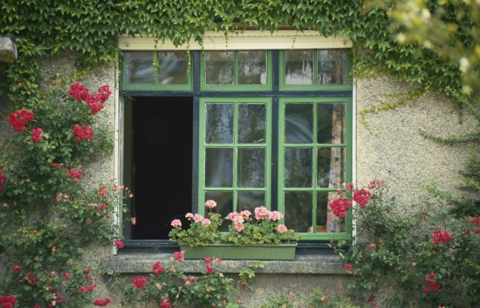 Plantas Trepadoras para tu jardín