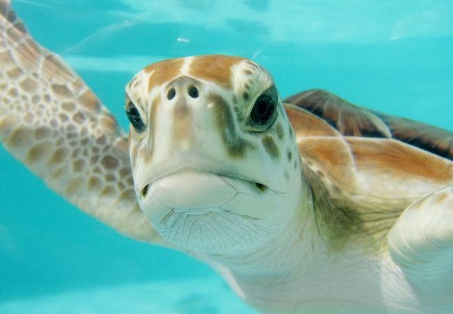 3 de Marzo: Día Mundial de la Vida Silvestre