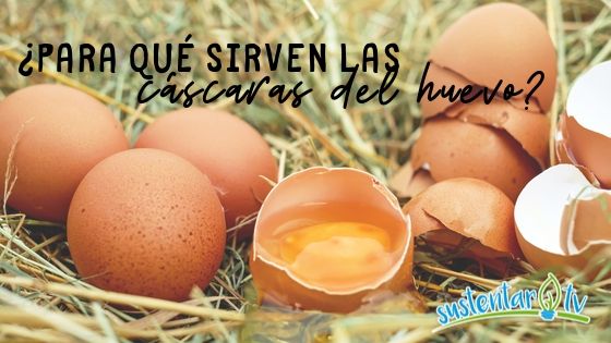 Cáscaras de Huevo ¿para qué las puedo usar?