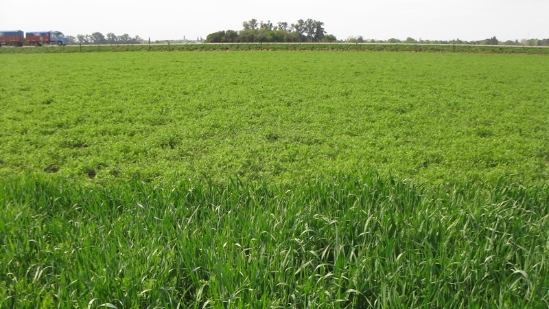 Cultivos de cobertura para el mejoramiento del suelo