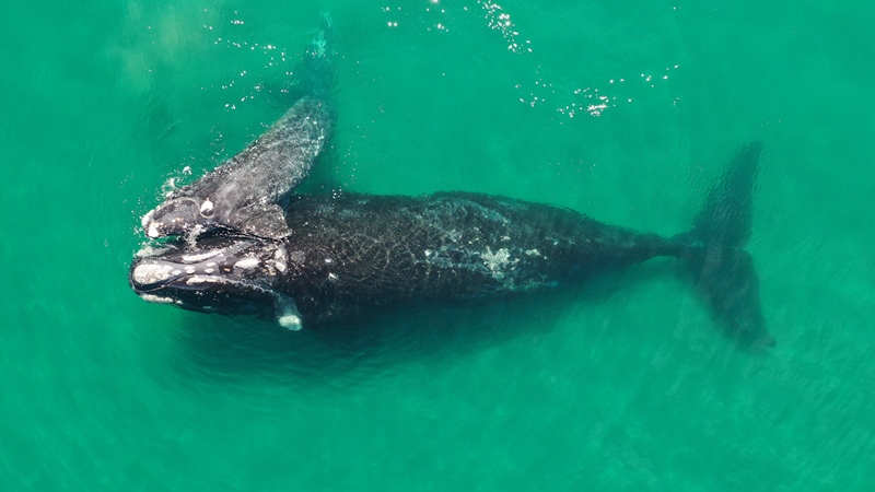 Cómo ayudan las ballenas a enfrentar la crisis climática global
