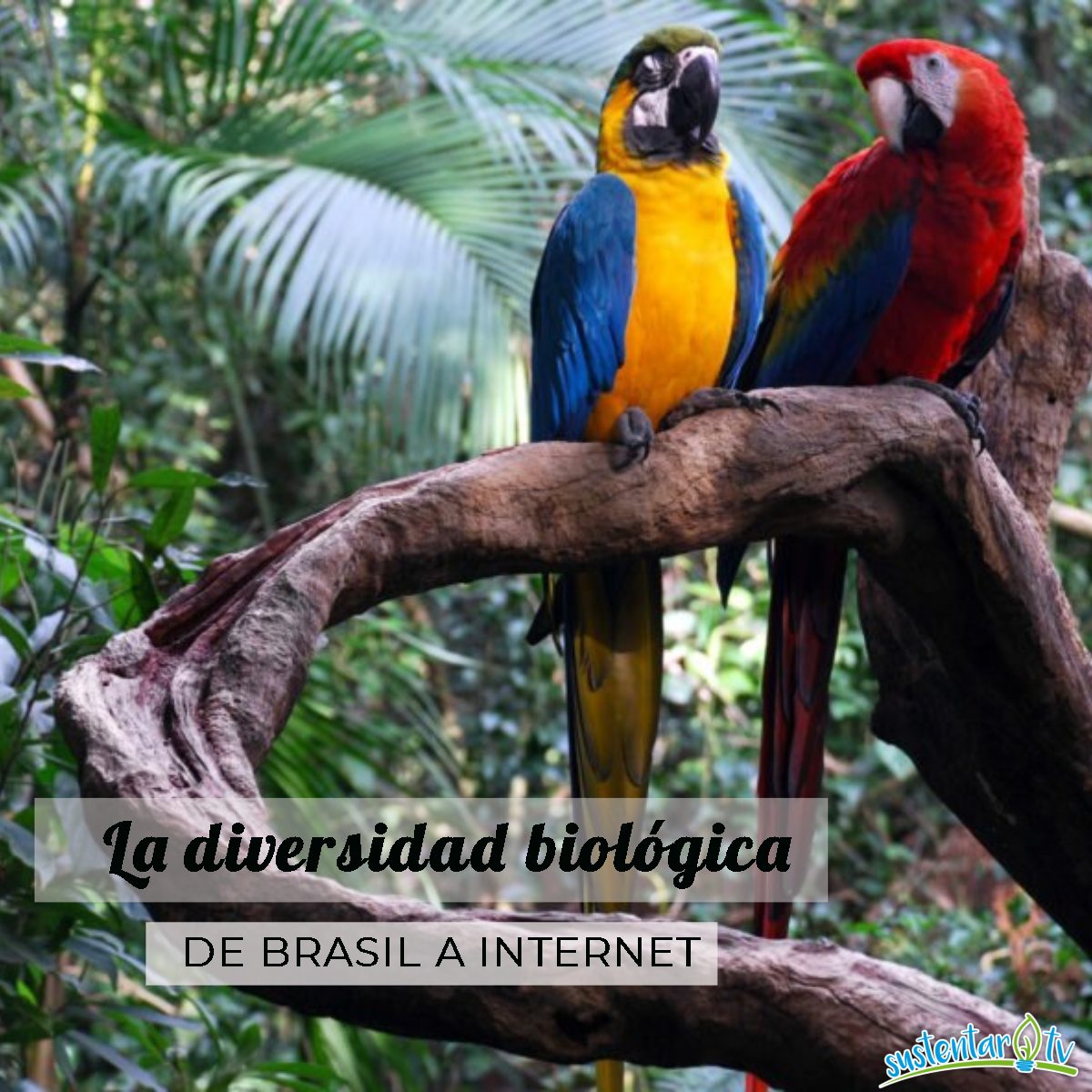 La diversidad biológica de Brasil a Internet