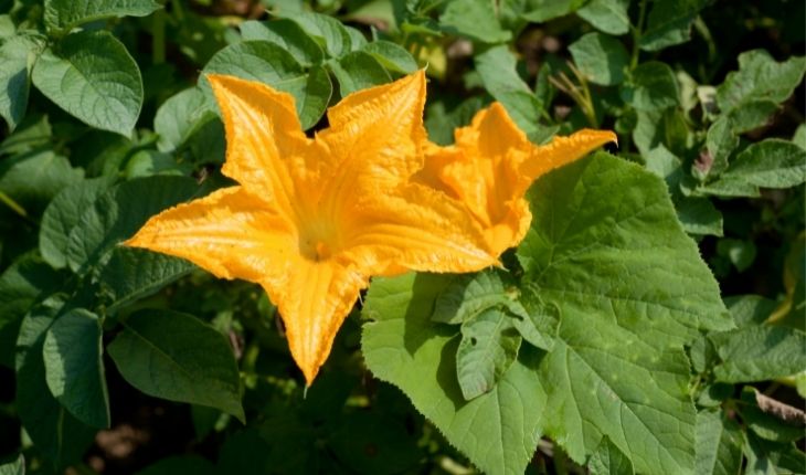 Recetas con flores de calabaza