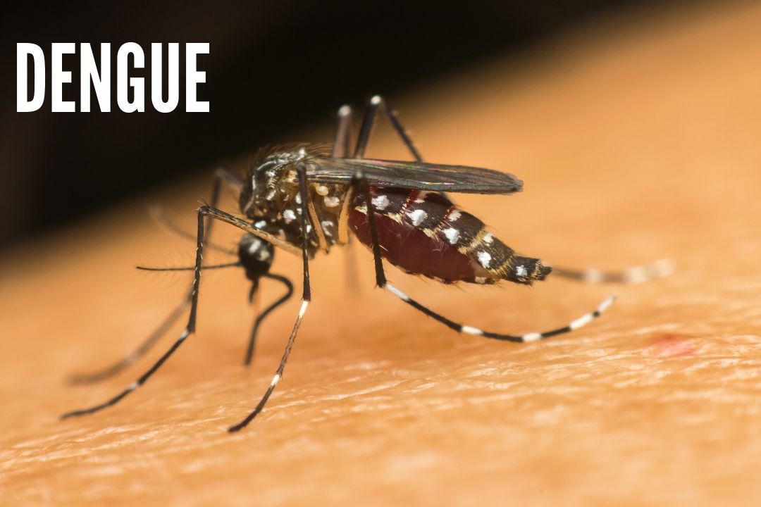 Aparecieron los mosquitos en Bahía Blanca