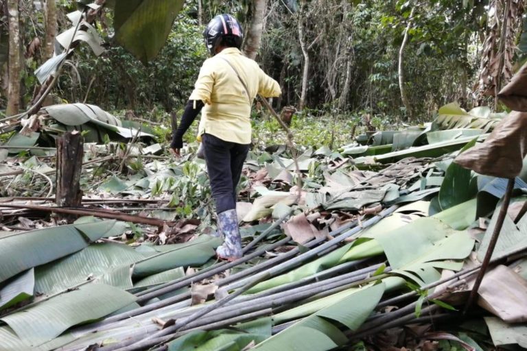 Cultivo de Palma se esta quedando sin tierras ¿vienen por Latinoamérica?