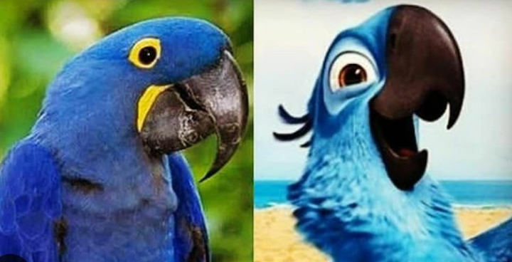 Nació un guacamayo azul y salvó de la extinción a su especie