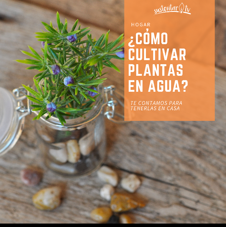 Cómo cultivar plantas en agua