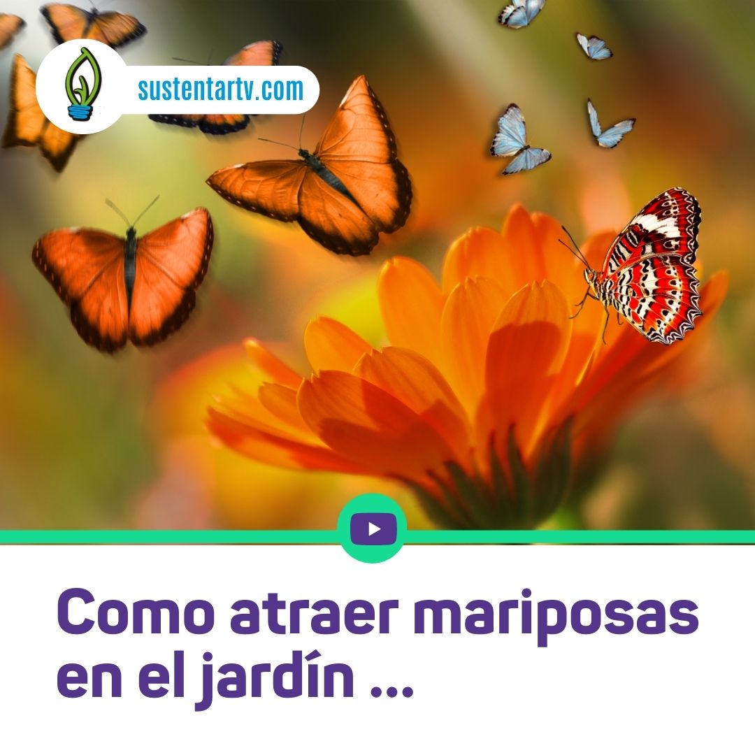 Cómo diseñar el jardín para atraer mariposas urbanas