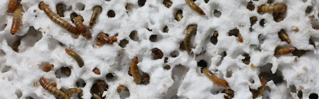 ¿EXISTEN GUSANOS QUE DEGRADEN EL PLASTICO?