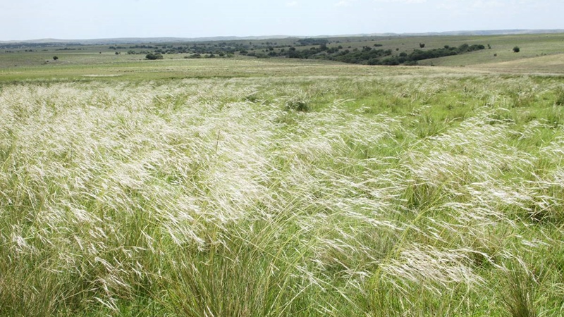 Uruguay emite más carbono al transformar pastizales en tierras de cultivo