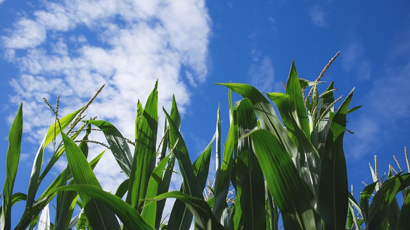 Peligra la agricultura mundial por el cambio climático