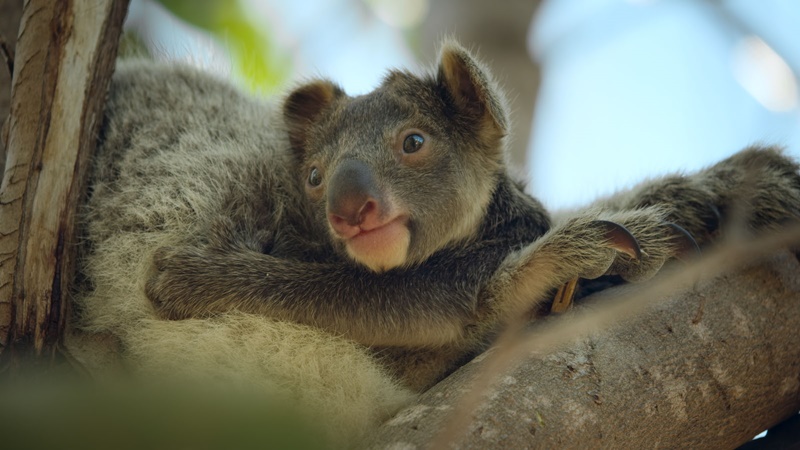Relatos salvajes: Netflix estrenó Animal