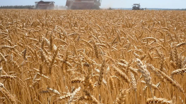 Prohíben la siembra de trigo transgénico en la provincia de Buenos Aires
