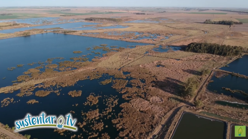 Cooperativa de General Pico desarrolló un sistema de humedales para el tratamiento de efluentes