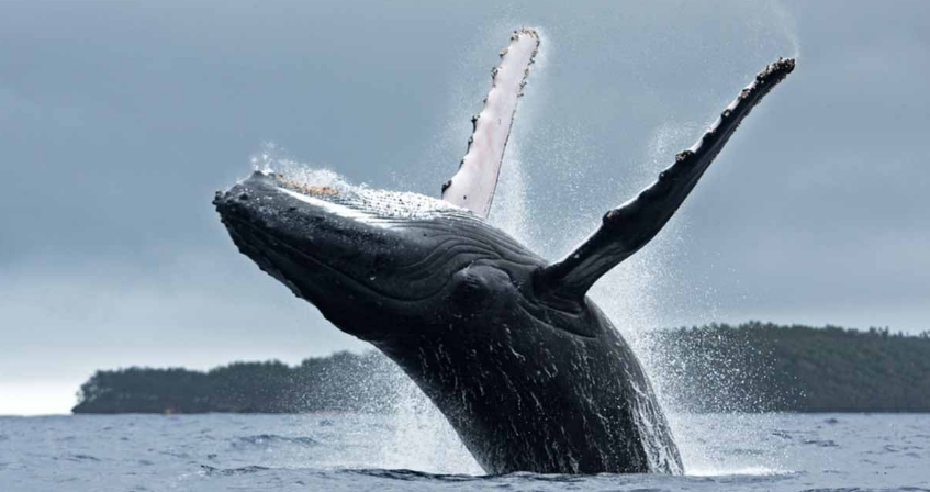 Las ballenas ayudan a combatir el cambio climático e impulsan la economía azul